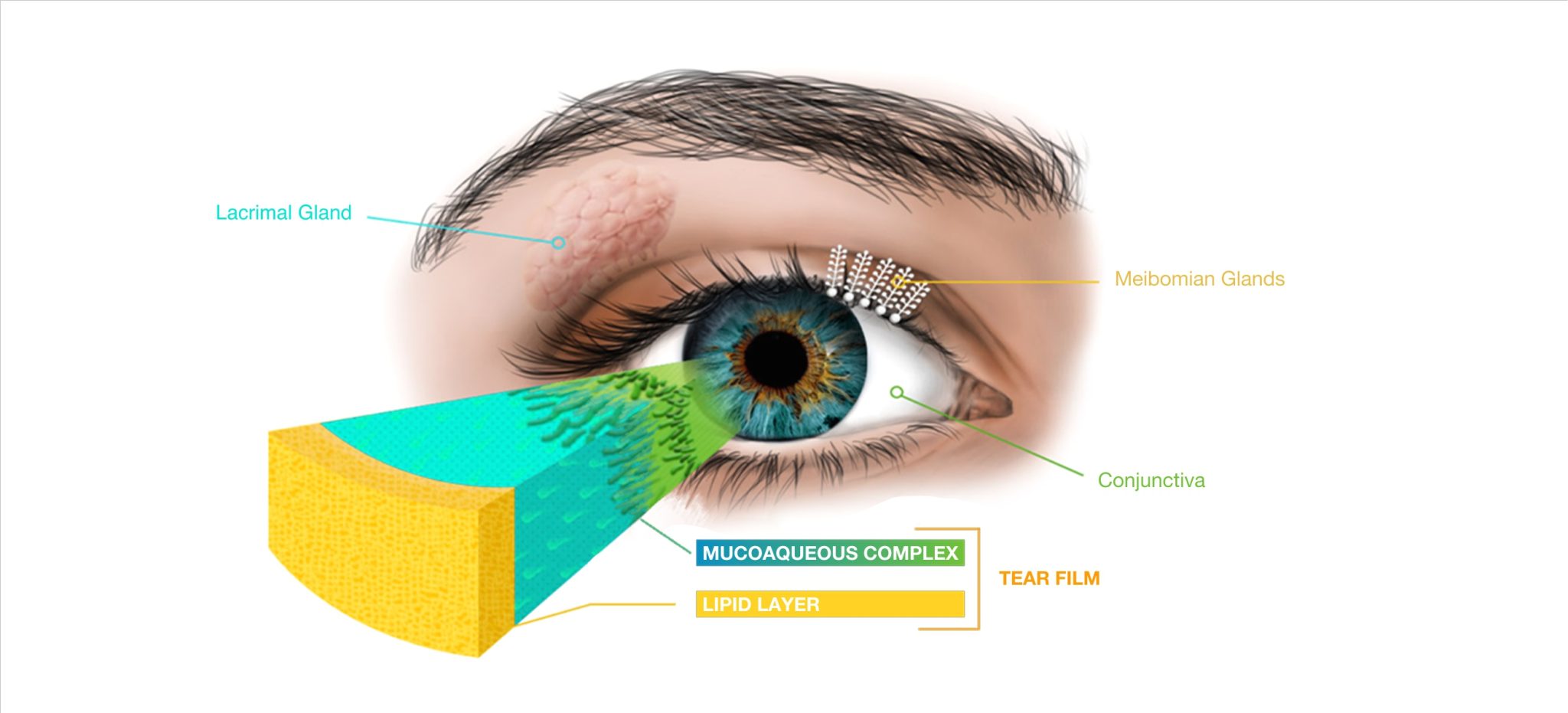 TearCare Dry Eye Treatment Delaware Eye Institute